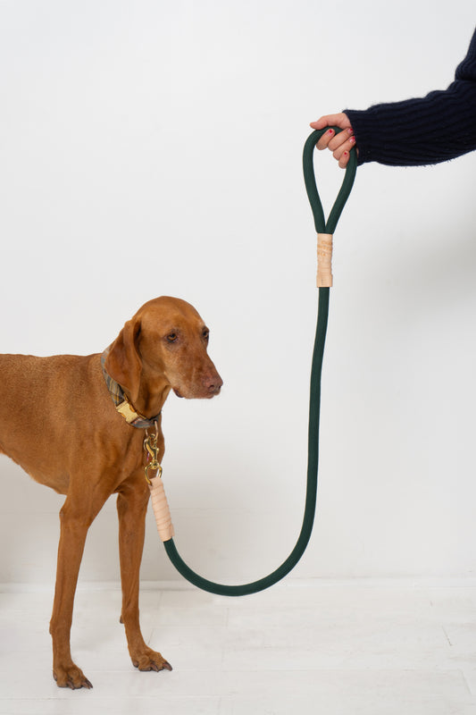 A large dog with the leash attached to its collar and a human hand holding the loop handle.