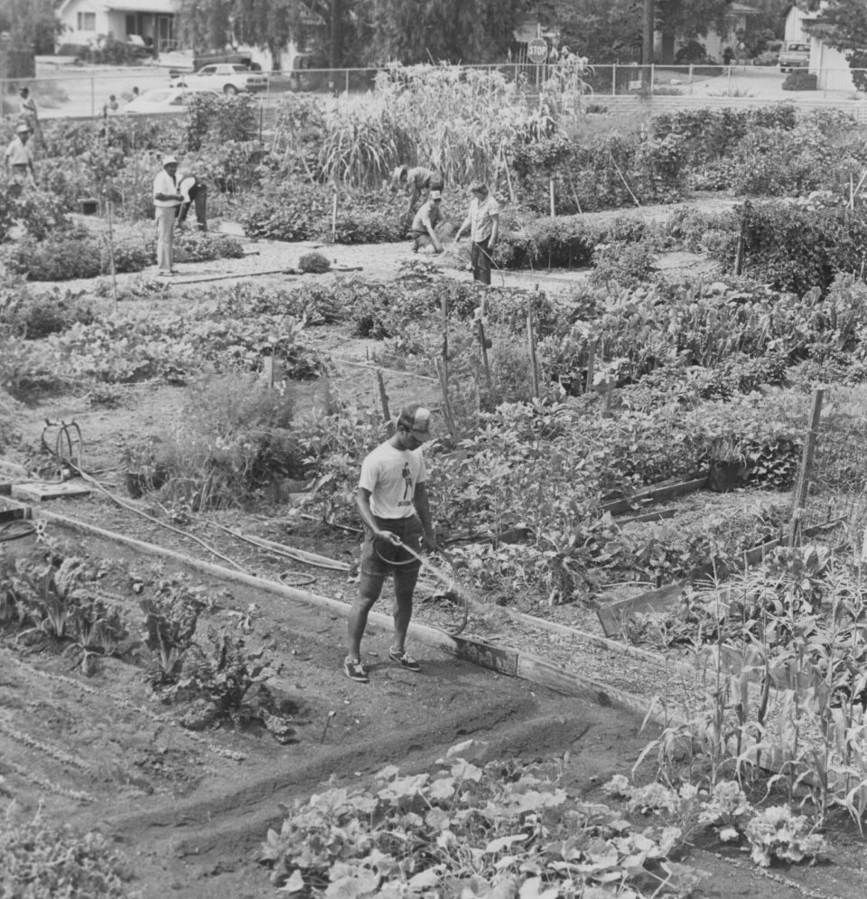 Archival black and white photo of a community garden with people tending to plants