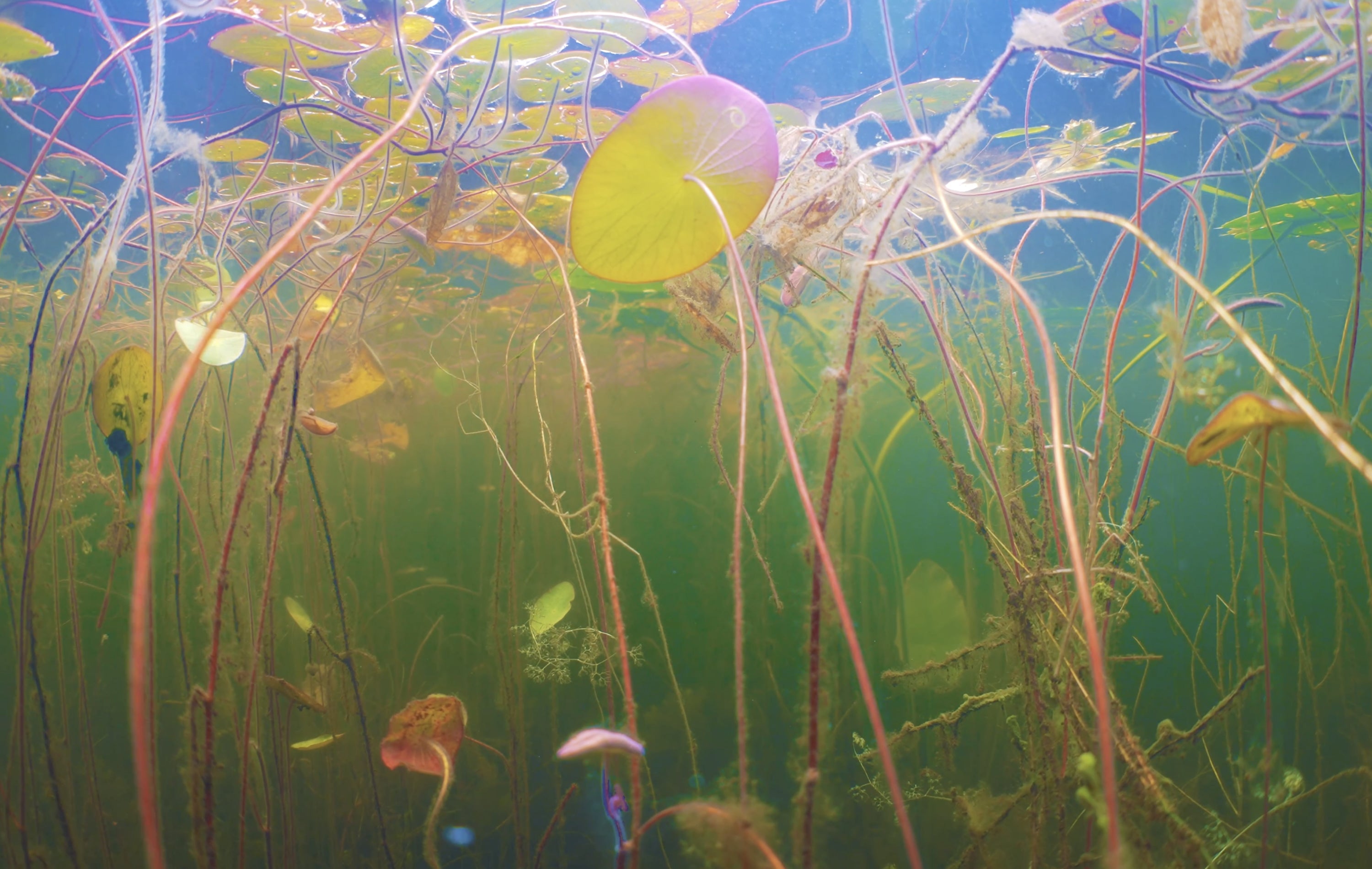 Load video: Underwater pond vegetation