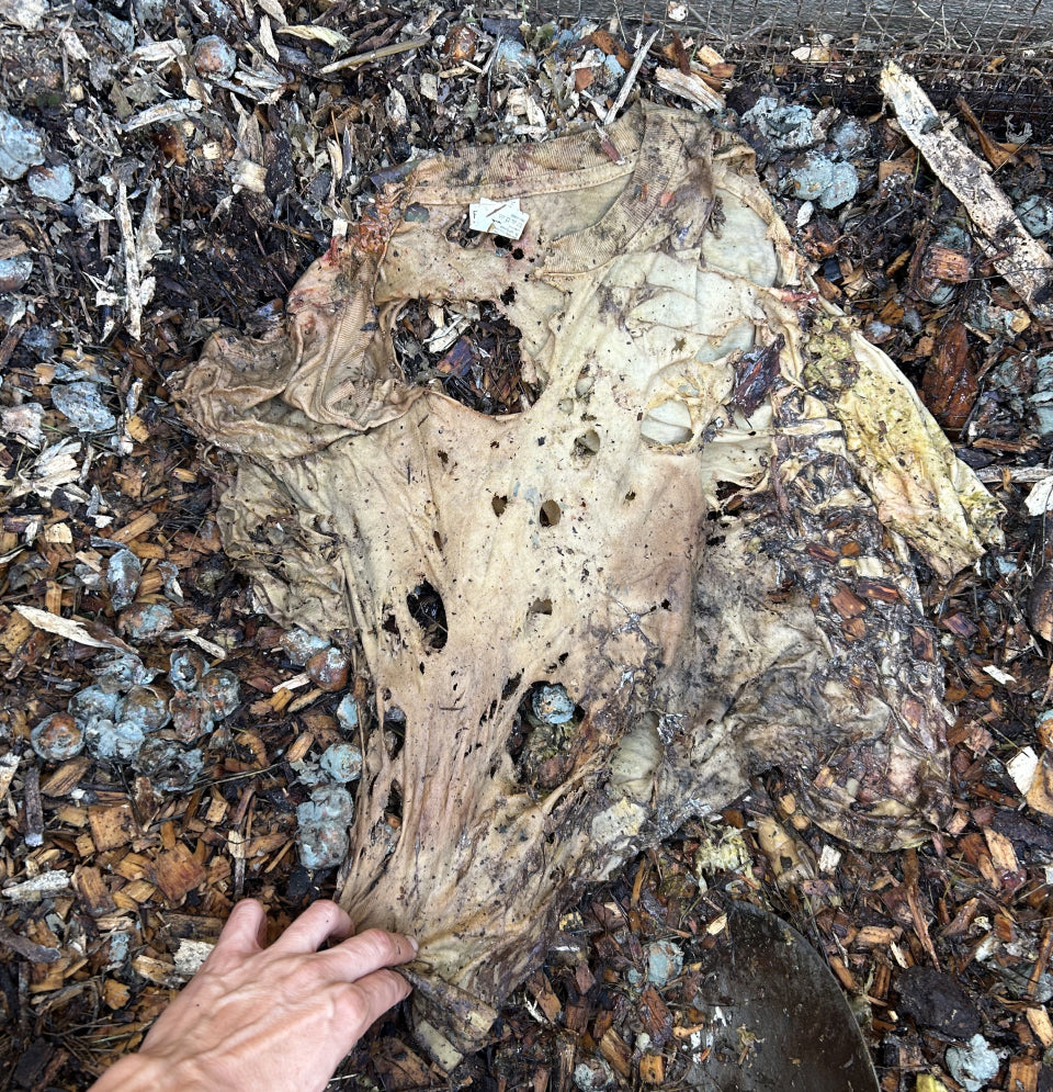 A Trash Tee decomposing in the compost pile